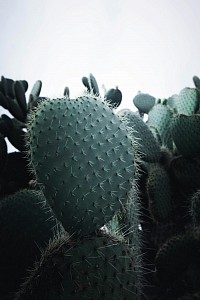 Kakteen