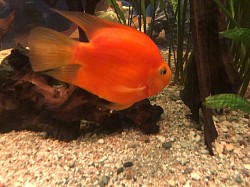 Fish